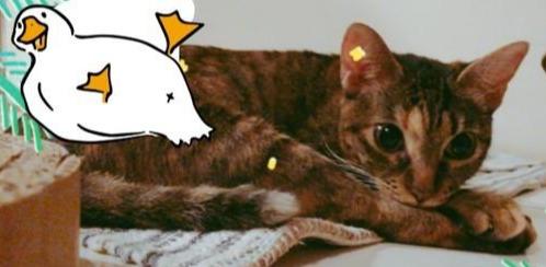 猫咪因为车祸而瘫痪，但依旧有人选择领养它，用爱创造猫咪的奇迹