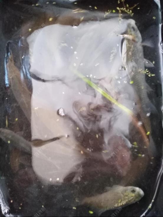 大米|拿来大米饭，鲫鱼照样赞