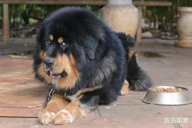 这5种狗的价格超高，不是一般人能养得起的，藏獒上榜