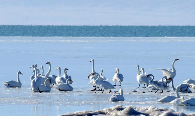 青海湖 国内“最美的”四大湖泊，个个胜似“人间仙境”，你最喜爱哪一个