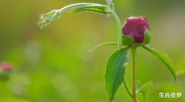 霉运■5月,繁花似锦,旧情人深情款款,3生肖邂逅旧爱,此生不负爱下去
