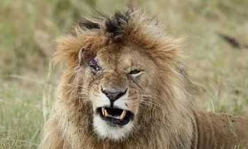 |雄狮的辉煌期只有三五年，老去后逮不到猎物了怎么办