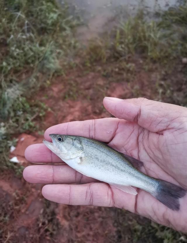 |江门钓鱼人，西江里钓起许多“小鱼苗”，竟是凶猛掠食鱼？
