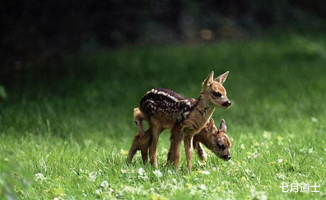 大熊猫|CNN评选的世界第一可爱的动物前20名，大熊猫居然不是第一名