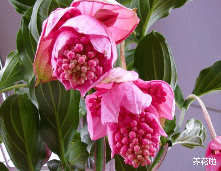 |卧室能养花吗？4种花，不仅好看还利于健康