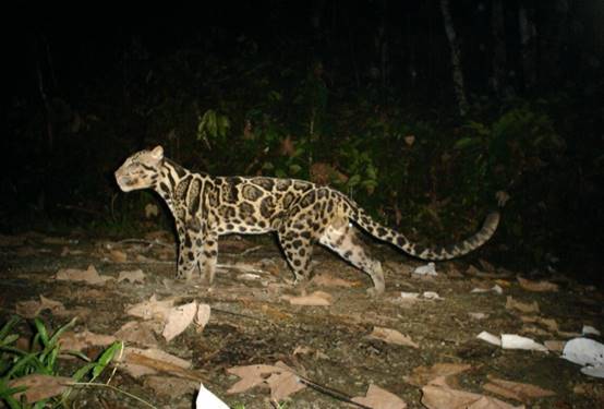 科学家|猫科动物集体向高处迁移,科学家警醒:人类应该重视起来了!