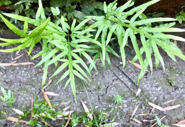 抗癌|墙边这种草，人称“抗癌之王”，价值金贵却少有人懂，可惜了！