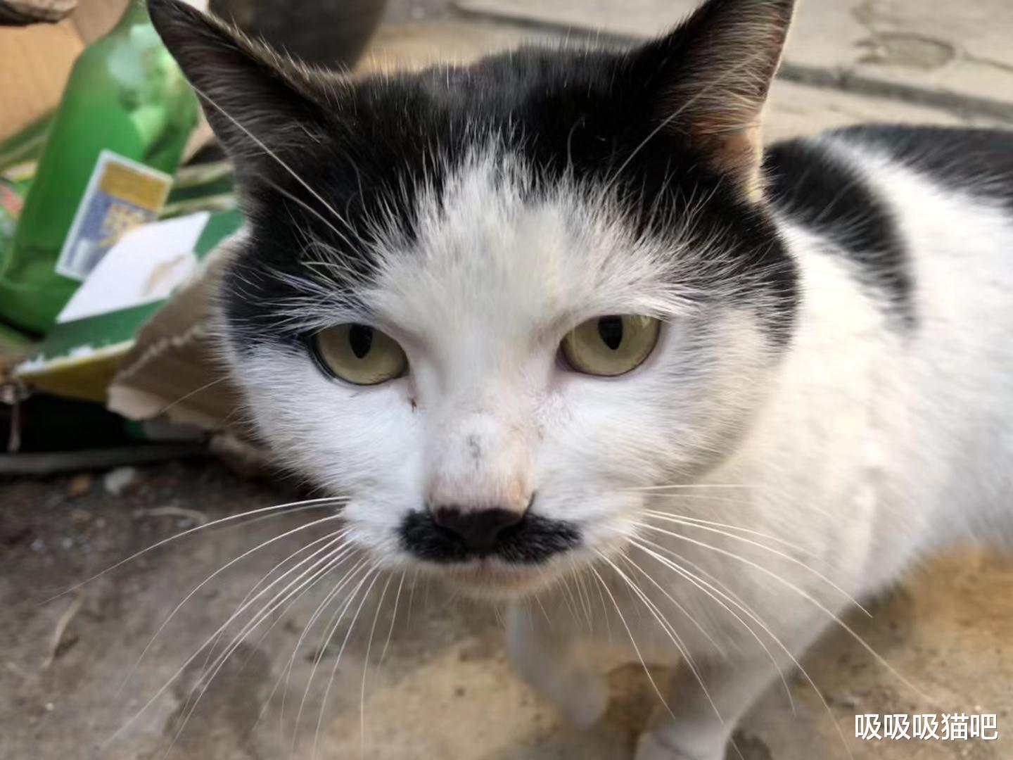 你知道，你家里养的猫咪现在多少岁了呢？