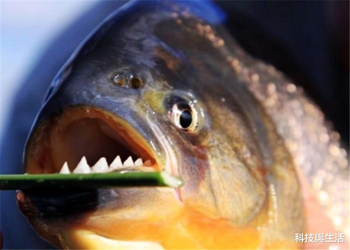【食人鱼】3种杀伤力超强的生物，狩猎本领数一数二，食人鱼都不是对手！