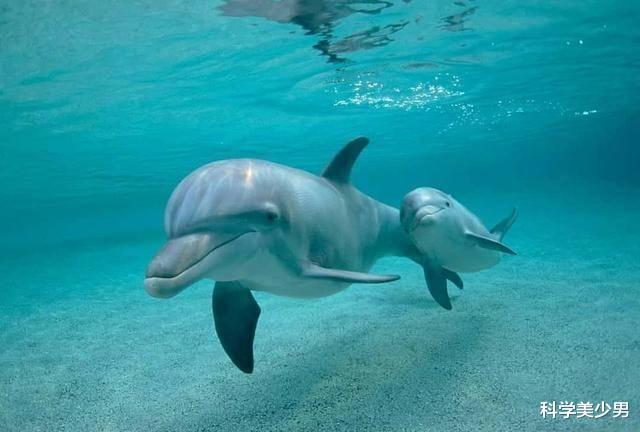海豚|为何海豚刚生就会游，马刚生就会走？人类刚出生什么也不会？