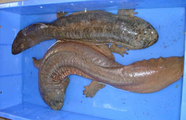 恐龙|不要再把这些水族宠物,当成什么恐龙或者娃娃鱼了,不是一个物种