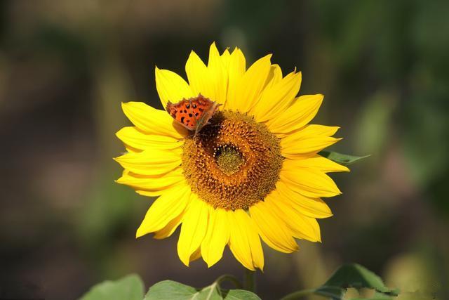 天蝎座|2020下半年，守得云开见月明，翻身接好运的3个星座