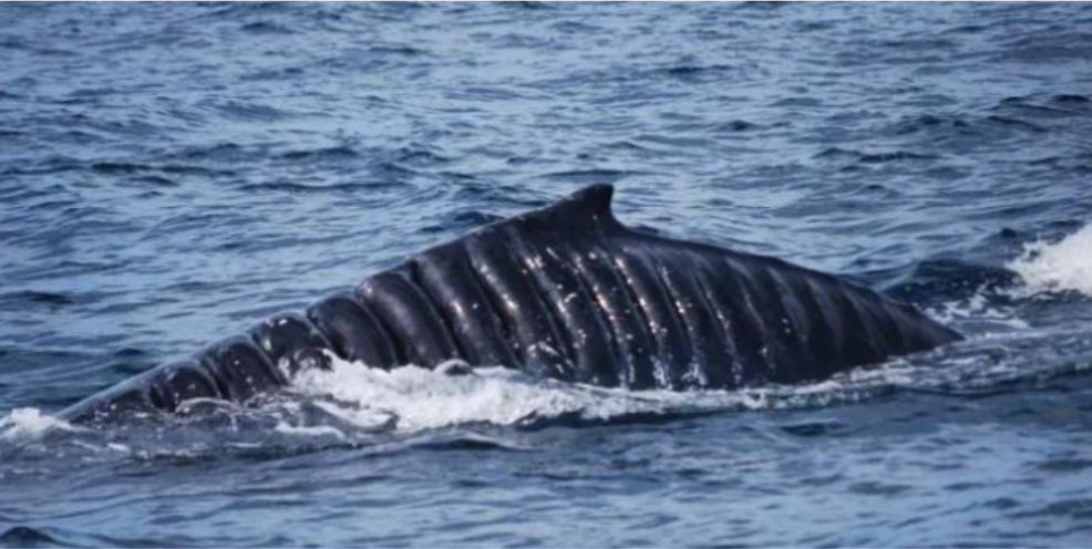 「鲸鱼」鲸背部被螺旋桨割成麻花,伤口深30cm,但它活下来了