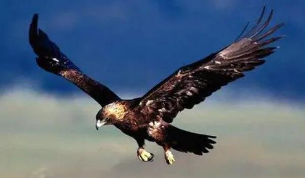 狮子@世界上最大的鹰，长度竟达14米多，可以说没有任何天敌