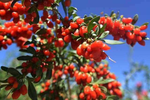 【枸杞】老话常讲:“人行千里,莫吃枸杞”,具体是什么意思,有何深意?