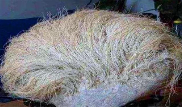 白发|老人捡到一块石头，上面长满“白头发”，专家看后：快报警