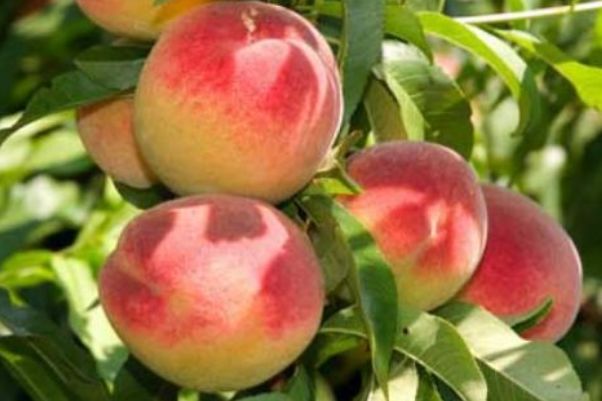 美容@女性养生,离不开4种食物,排毒润肠,健胃消食,美容抗氧化