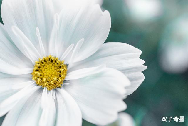 处女座:只有用心珍惜,关系才能长久的四个星座
