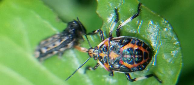 昆虫|益蝽研究小记:同样是蝽,它却是吃蝽的蝽。