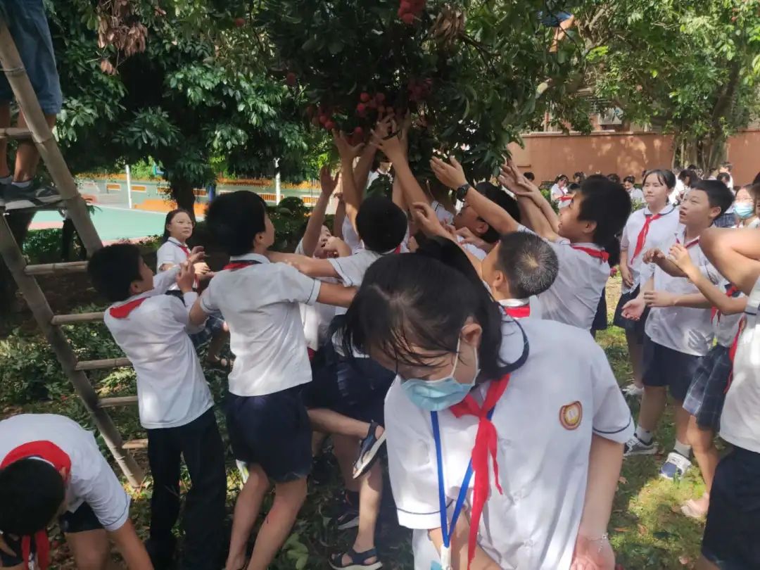 []因为学校荔枝树挂满了果，所以学生们都摘荔枝去了！