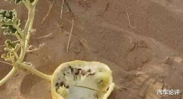 『旅行』沙漠旅行时，遍地西瓜为什么没人摘？就算口渴也不吃？