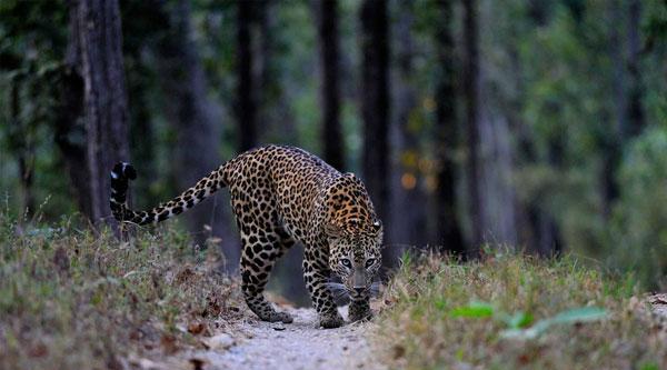 『大象』世界上杀人最多的动物是什么