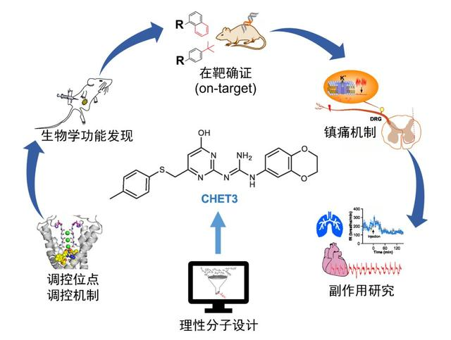 脑科学日报|科学家发现：精液中的这种分子让雌性果蝇记忆力更强