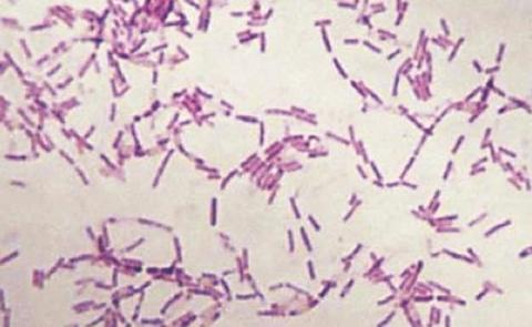 科学家■为了永生，科学家私自注射350万年前的细菌，他成功了吗？