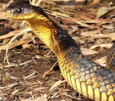 【毒液】蛇类单挑排行榜, 谁才是“大佬”?