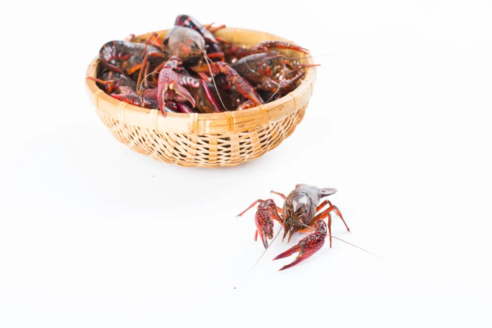 [小龙虾]小龙虾头里的是「屎」还是「黄」？到底能不能吃？