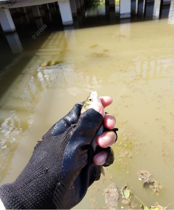 饵料|南鱼北调把鱼养，来年再战不空军