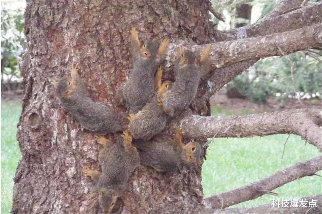 |鼠王真的存在吗？老鼠尾巴打结是怎么回事？谁在指示它们？