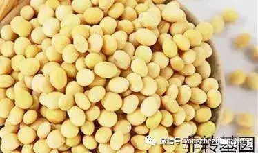 #转基因#转基因与非转基因的区别