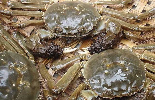 大闸蟹|德国人来中国吃大闸蟹，两盘吃完丢下100元就走，老板：站住！