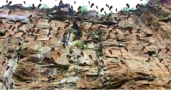 莽山烙铁头|为啥新疆30万老鼠会集体跳崖自杀?科学家警告:后果比想得还严重