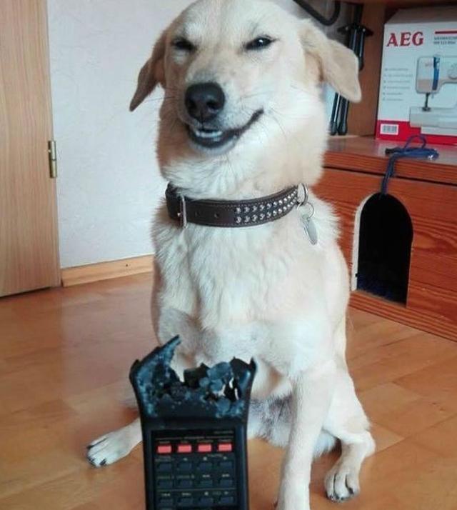 “你感受过绝望吗？”12个令铲屎官生无可恋的画面，狗狗：怪我咯