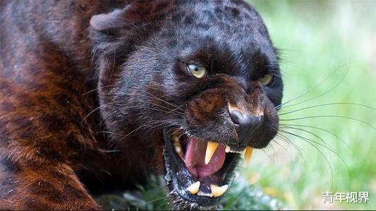 老虎：地球上最凶猛的动物，比老虎和狮子本领都高，到底是什么？