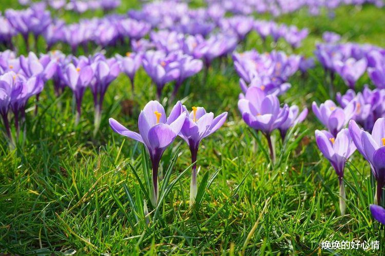 狮子座|9月抛开私心杂念,听从内心选择,将与真爱相遇,用心去爱的星座