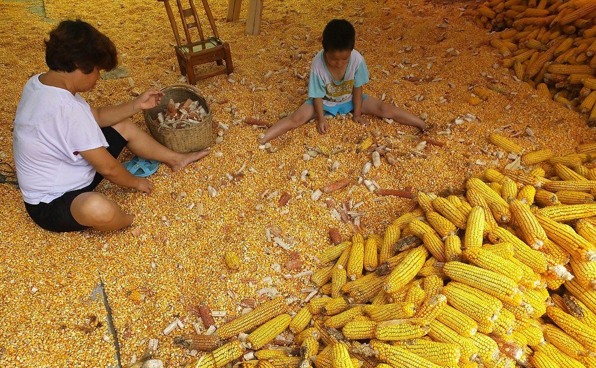 『粮价』多国叫停粮食出口，农民今年机遇来了吗？看完就懂了