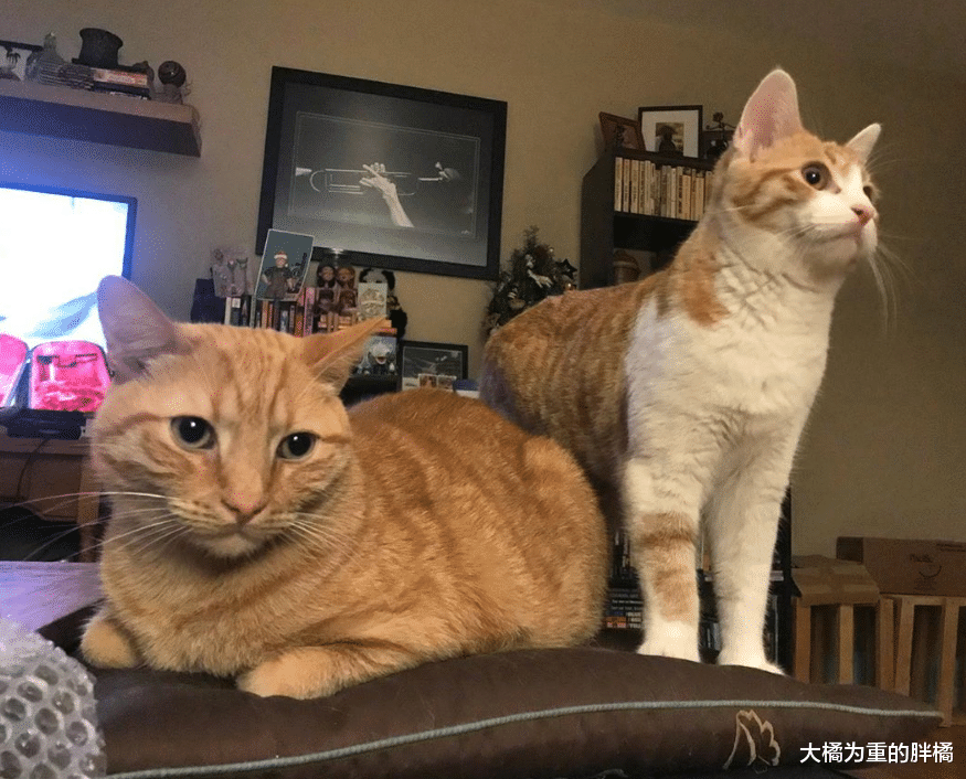 小猫主动求收养，刚来家中就带来和谐，大猫与主人已“冷战”4年