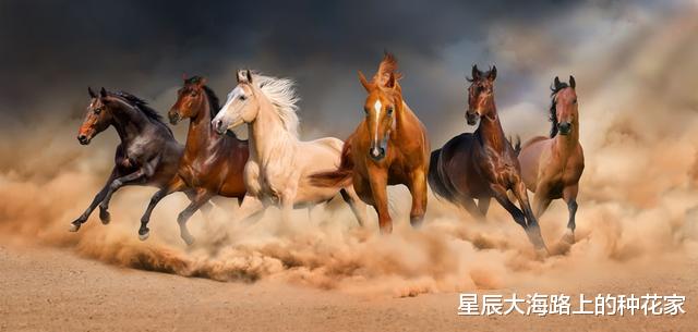 |人为什么要给马钉马掌,而野马却不需要?钉在马蹄上,马不疼吗?