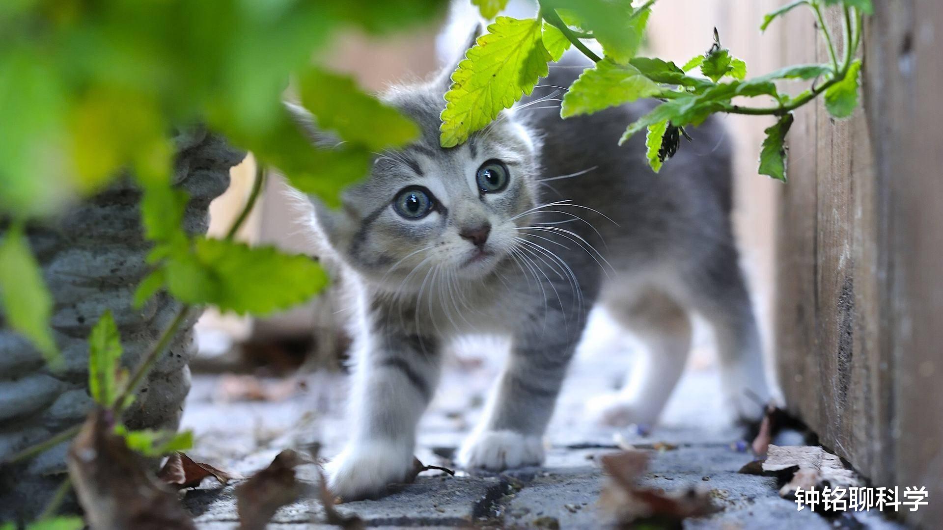 「后代」为什么猫科动物繁衍后代时，叫得撕心裂肺？