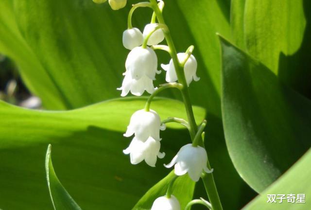 生肖|7月多财禄，8月事业红红火火，9月爱情顺遂甜蜜的三个生肖