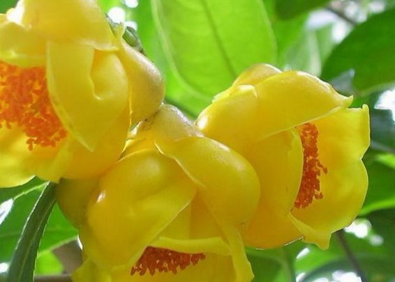 生肖@下月出门撞财神,必定大红大紫发大财,越过越富裕的4大生肖