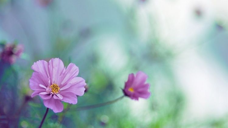 生肖|未来2个月，3生肖天赐吉运，运程大旺，事业财运更上一层楼