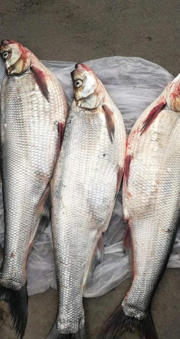 济宁|济宁钓鱼人钓获“1.5米翘嘴鱼王”，重24斤，网友：不好吃