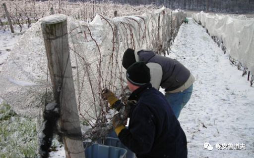 葡萄园：冰酒二三事