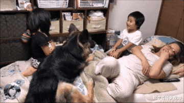 德牧从小要主人抱着睡，现在都三岁半了，还跟小主人抢妈妈