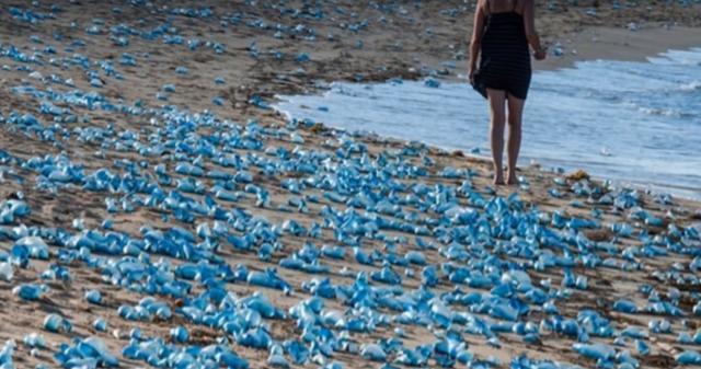 [骆驼]几个死掉却比活着更危害人类的动物，其中之一是我们常见的骆驼