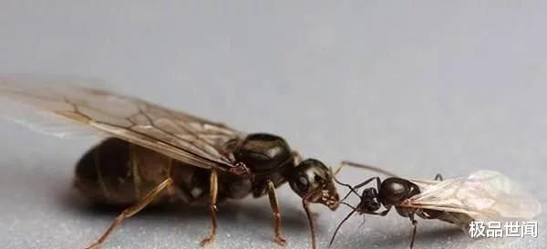 ：世界上最短命的几种动物，活着为了等死，一生只有5分钟